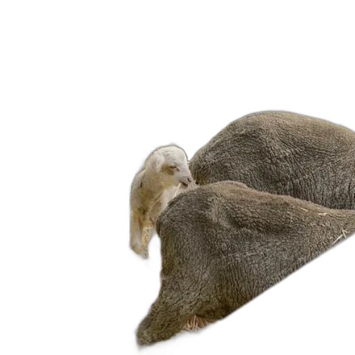 animal, hair, creature, hat transparent PNG cut-out