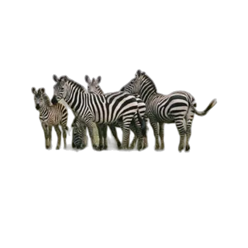 animal, creature, hat, staff transparent PNG cut-out