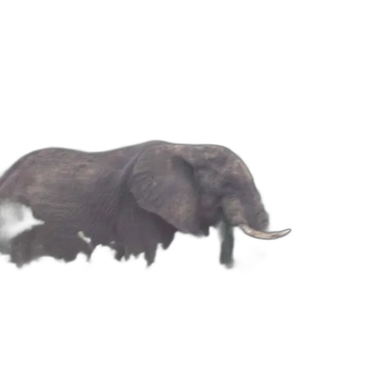 animal, creature, weapon, car transparent PNG cut-out