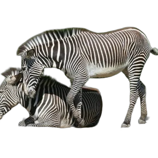 animal, creature, jewelry, furniture transparent PNG cut-out