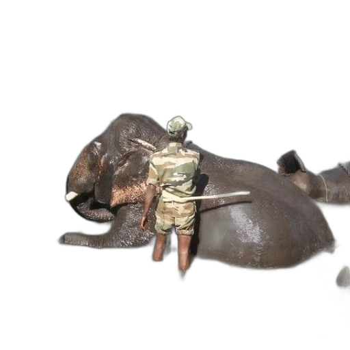 weapon, animal, staff, hat transparent PNG cut-out