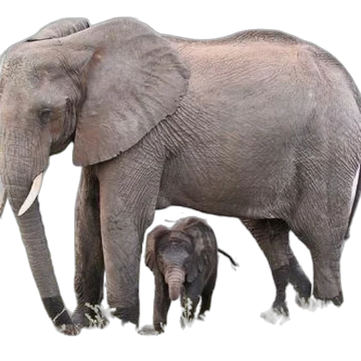 animal, creature, photorealistic, concept art transparent PNG cut-out