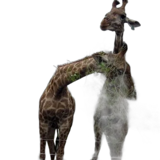 animal, staff, creature, concept art transparent PNG cut-out