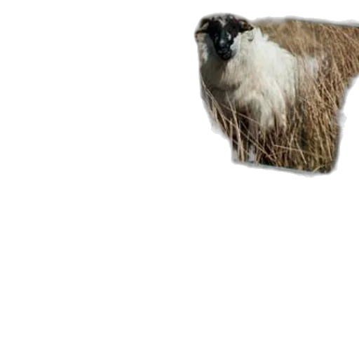animal, hair, creature, hat transparent PNG cut-out