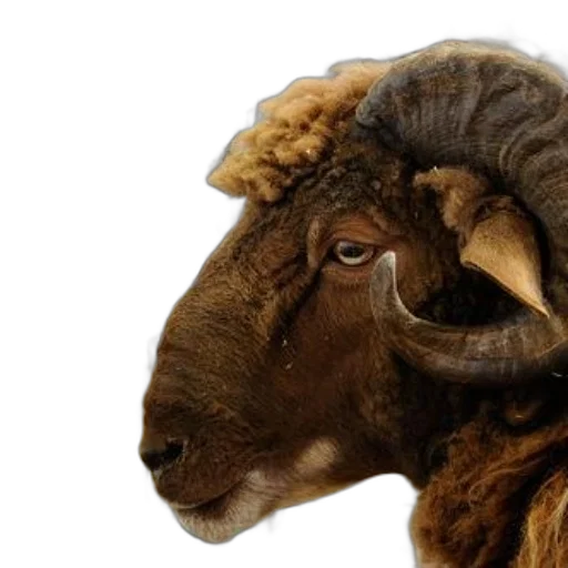 animal, face, hair, hat transparent PNG cut-out
