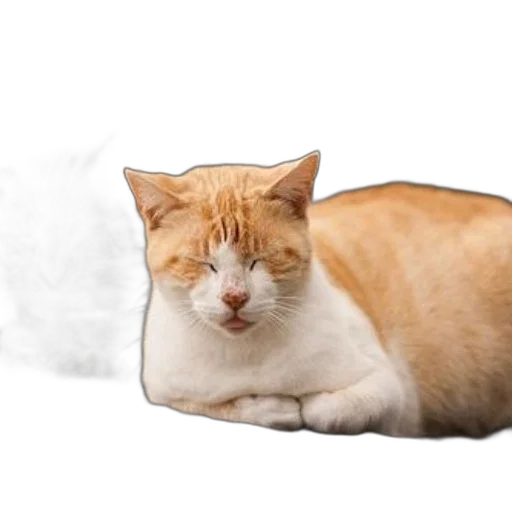 animal, furniture, hat, creature transparent PNG cut-out