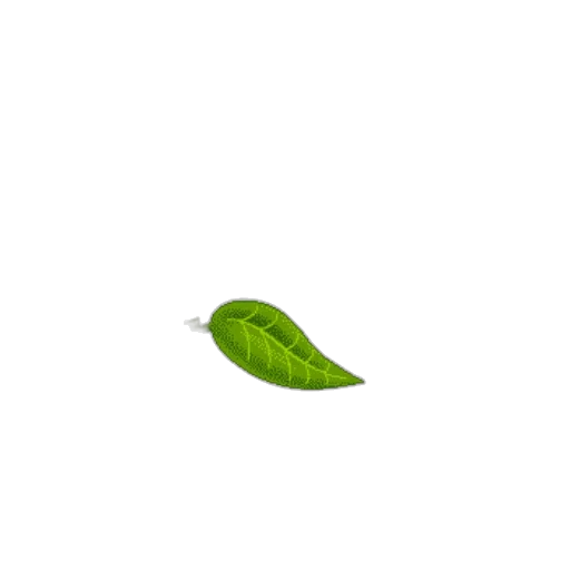 food, tree, shoes, flower transparent PNG cut-out