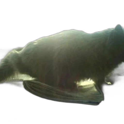 animal, creature, hat, hair transparent PNG cut-out
