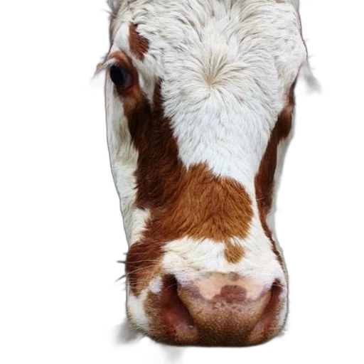 animal, face, food, creature transparent PNG cut-out
