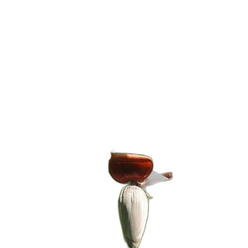 flower, bottle, furniture, jewelry transparent PNG cut-out