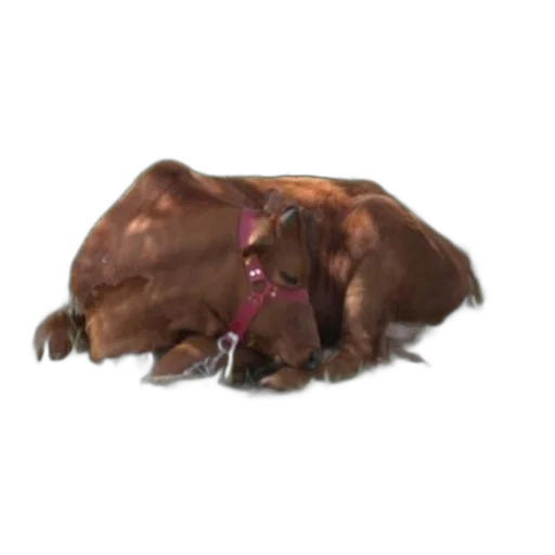animal, creature, food, staff transparent PNG cut-out