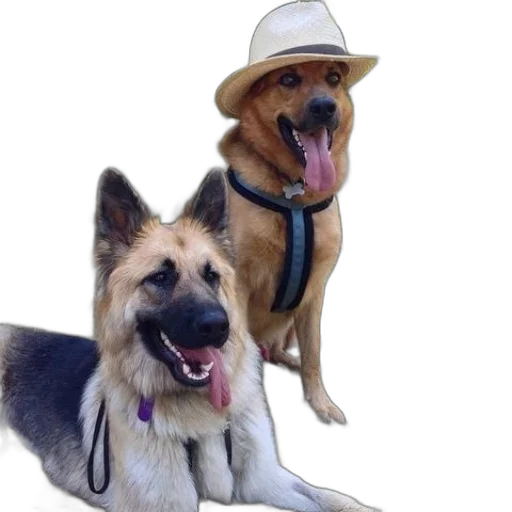 hat, animal, staff, two transparent PNG cut-out