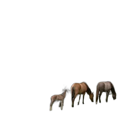 animal, furniture, creature, hair transparent PNG cut-out