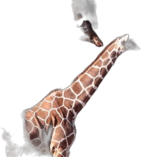 animal, creature, staff, shoes transparent PNG cut-out