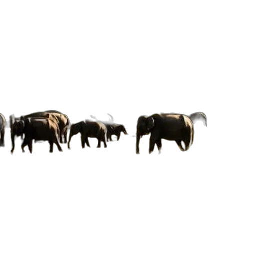 animal, jewelry, weapon, concept art transparent PNG cut-out