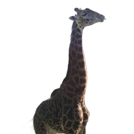 animal, creature, staff, hat transparent PNG cut-out