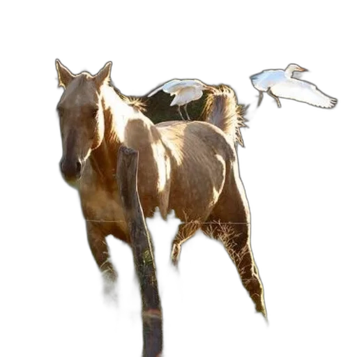 animal, weapon, creature, dragon transparent PNG cut-out