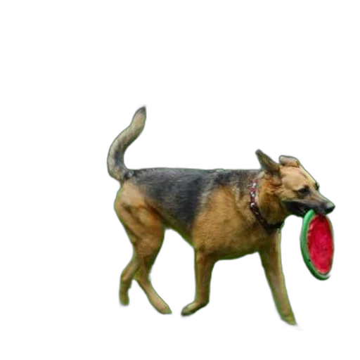 animal, creature, food, staff transparent PNG cut-out