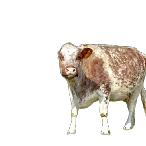 animal, creature, food, face transparent PNG cut-out