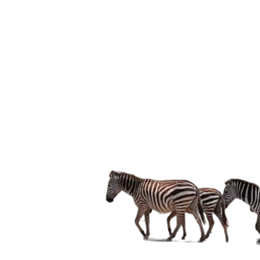 animal, creature, furniture, car transparent PNG cut-out