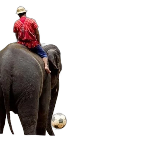 animal, hat, concept art, photorealistic transparent PNG cut-out