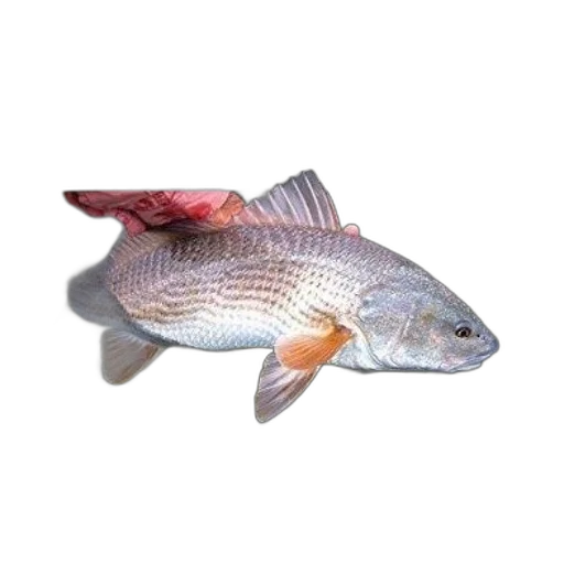 animal, food, staff, creature transparent PNG cut-out