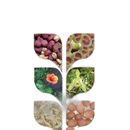 food, crown, tree, earth tones transparent PNG cut-out