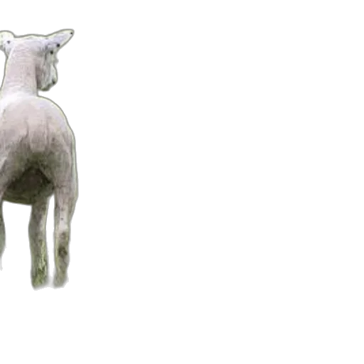 animal, jewelry, creature, staff transparent PNG cut-out