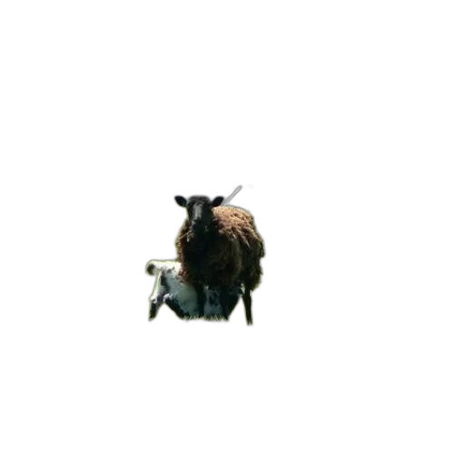 animal, hair, dragon, creature transparent PNG cut-out