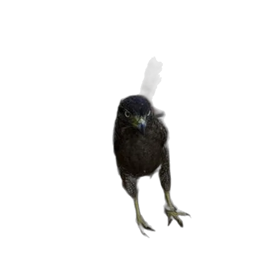animal, creature, staff, hat transparent PNG cut-out