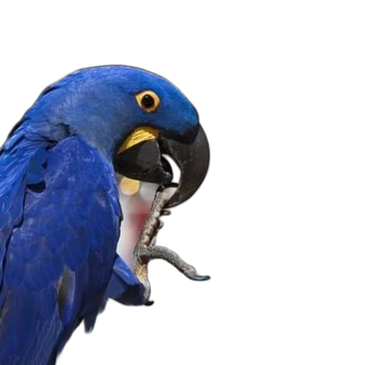 animal, creature, staff, mask transparent PNG cut-out