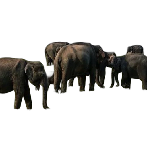 animal, concept art, 3d render, photorealistic transparent PNG cut-out