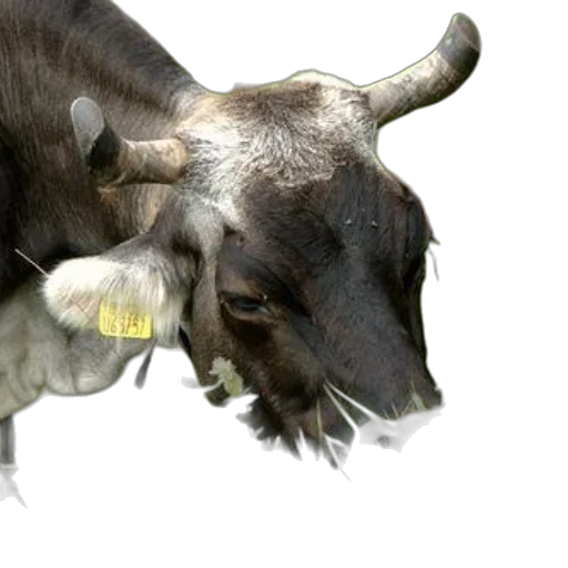 animal, photorealistic, 3d render, concept art transparent PNG cut-out