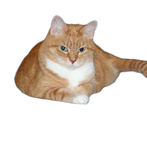 animal, creature, hat, staff transparent PNG cut-out