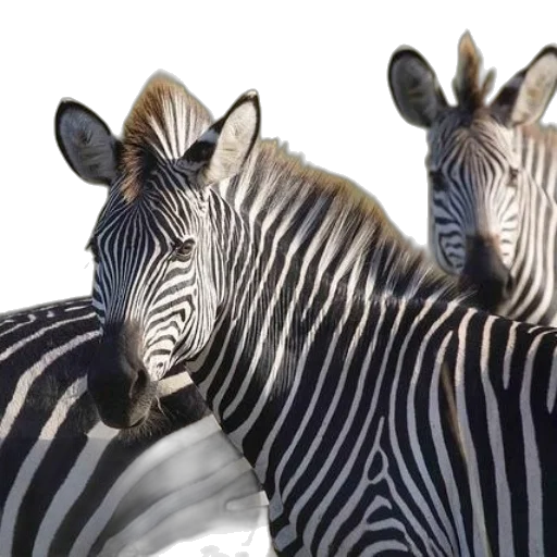 animal, creature, 3d render, photorealistic transparent PNG cut-out