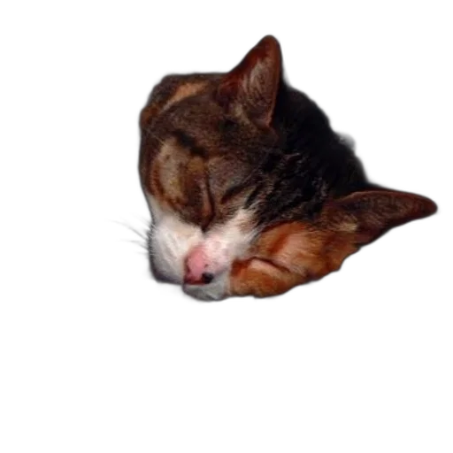 animal, face, creature, staff transparent PNG cut-out