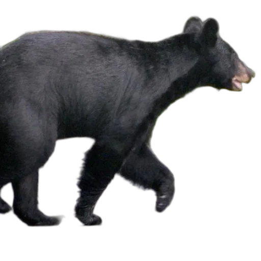animal, creature, staff, food transparent PNG cut-out