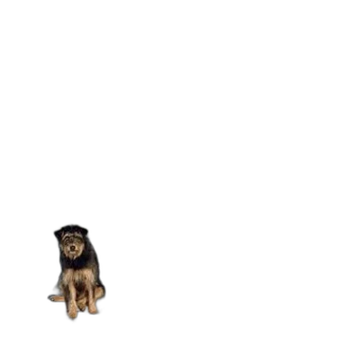 animal, creature, staff, hair transparent PNG cut-out