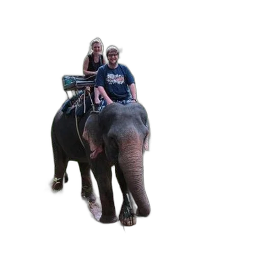 animal, staff, creature, car transparent PNG cut-out