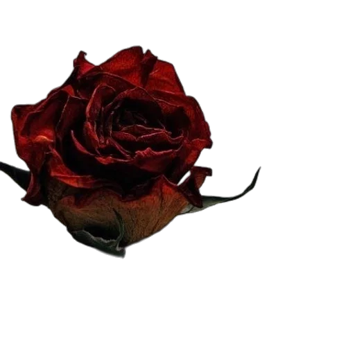 flower, crown, jewelry, hat transparent PNG cut-out