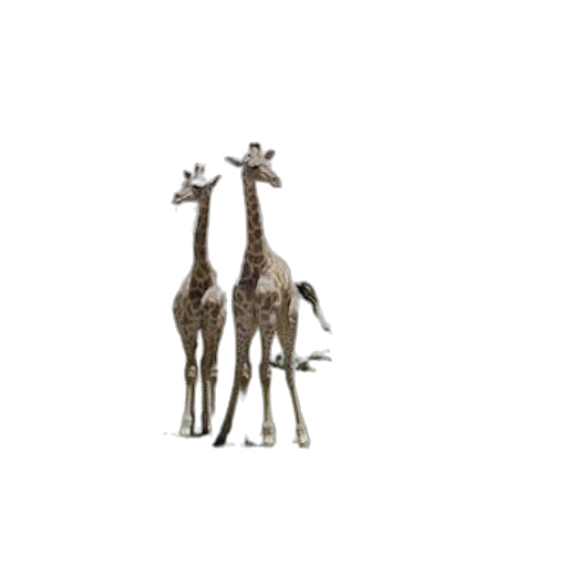 animal, creature, staff, furniture transparent PNG cut-out
