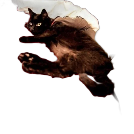 dragon, animal, creature, umbrella transparent PNG cut-out
