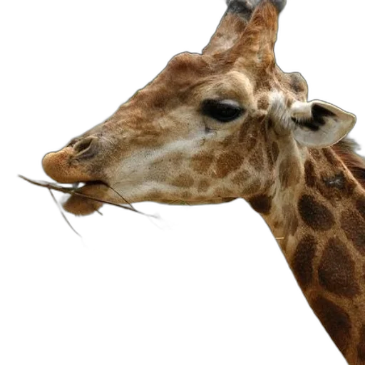animal, creature, face, hat transparent PNG cut-out