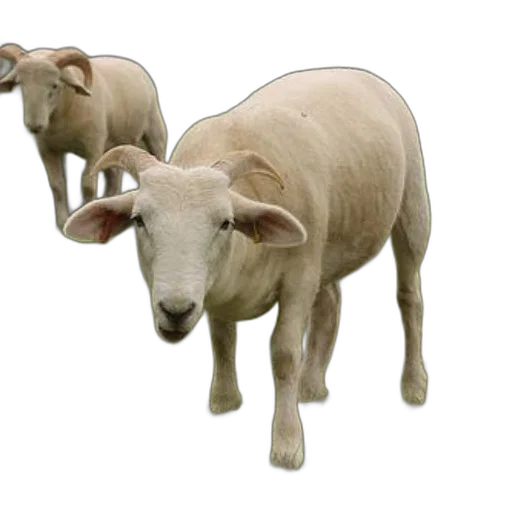 animal, 3d render, photorealistic, concept art transparent PNG cut-out