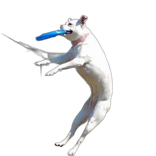 animal, dragon, staff, creature transparent PNG cut-out