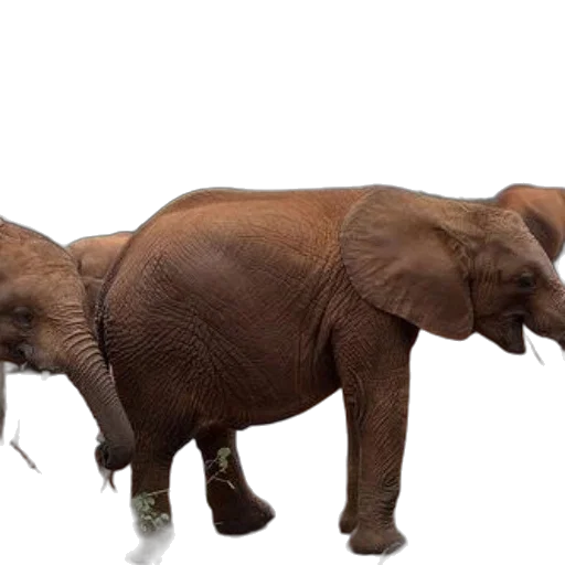 animal, creature, concept art, 3d render transparent PNG cut-out