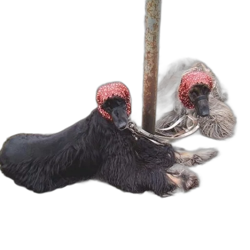animal, hair, staff, creature transparent PNG cut-out