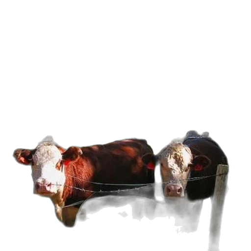 animal, furniture, shoes, food transparent PNG cut-out