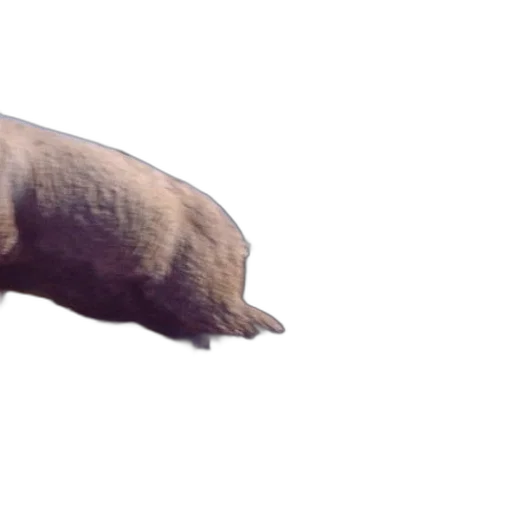 animal, creature, food, hair transparent PNG cut-out