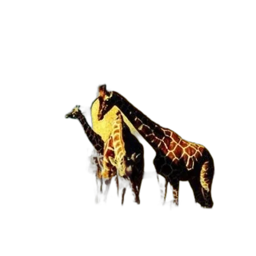 animal, dragon, creature, jacket transparent PNG cut-out